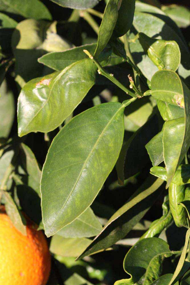            Sun leaves (Riverside, CA)   